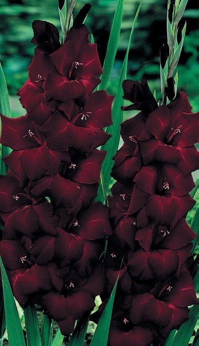 Create meme: gladiolus black sunrise, gladiolus flower, gladiolus