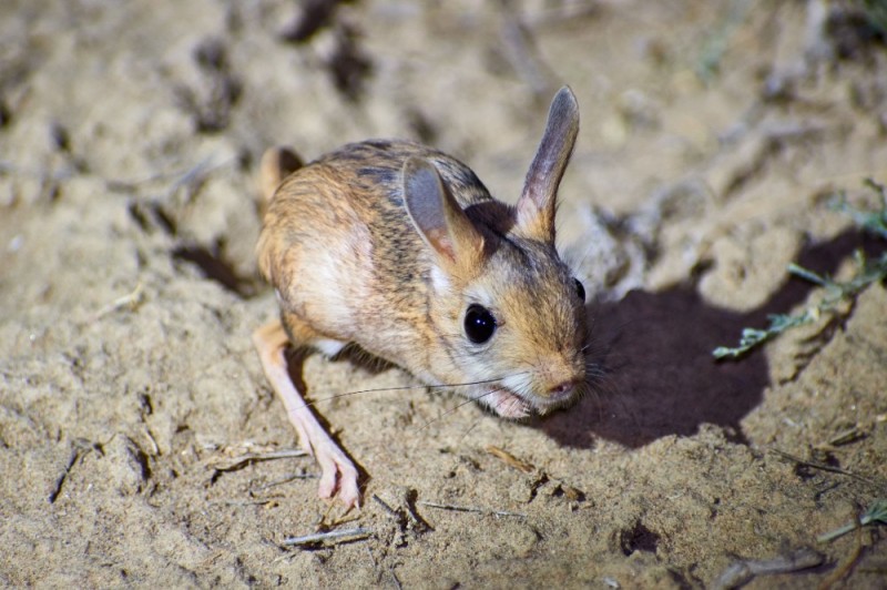 Create meme: jerboa, big jerboa, animal jerboa