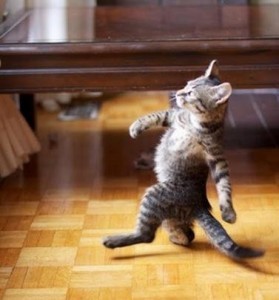 Create meme: meow cat, cat walk salt water, cool cat