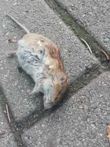 Create meme: dead rat, a dead rat, dead mouse
