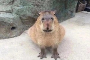 Create meme: funny capybara, a pet capybara, the capybara