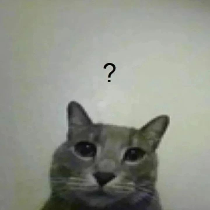 Create meme: silly serious cat, cat meme , cat 