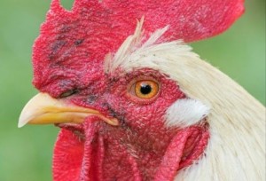 Create meme: chicken bird, the cock bird, cock cock