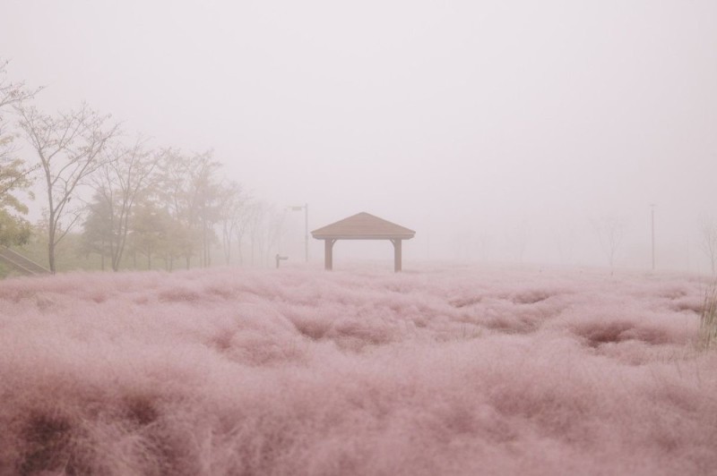 Create meme: pink mulenbergia in korea, pink fields in korea, pink field