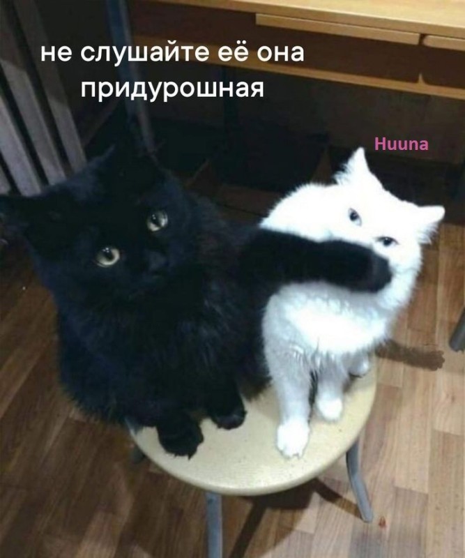 Create meme: cat , two cats, cat 