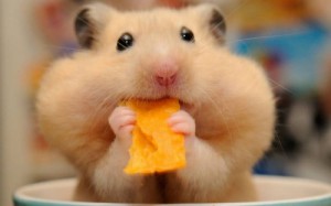 Create meme: hamsters Wallpaper, hamsters Syrian, greedy hamster pictures