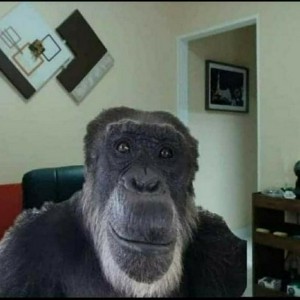 Create meme: monkey, gorilla meme