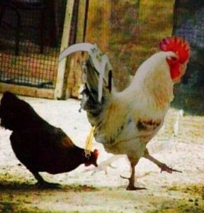 Create meme: cock funny, cock cock, hen and rooster