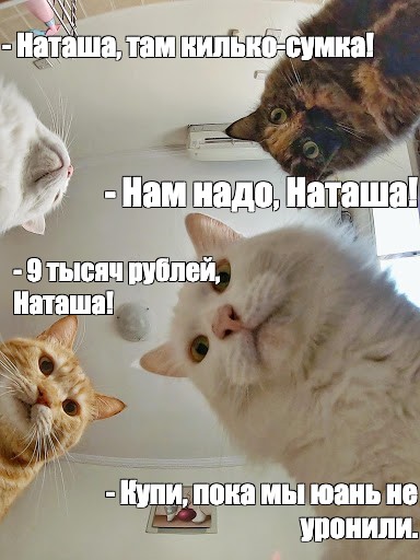 Наташа нужная. Коты мемы. Кот Мем. Красивое Мем коты. Наташа ты где Мем.