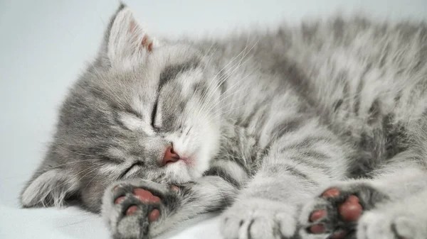 Create meme: the cat is sleepy, sleeping cat, cute sleeping cat