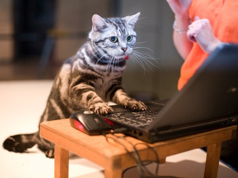 Создать мем: котик за ноутбуком, кот, кот игроман