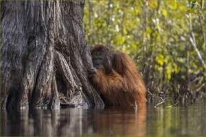 Create meme: natgeo, nature, the island of Borneo