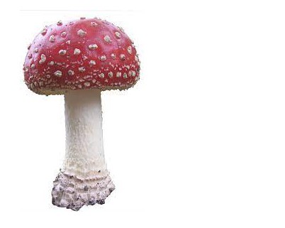 Create meme: fly agaric on a transparent background, fly agaric on a white background, mushrooms on white background