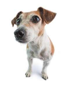 Create meme: Russell Terrier, dog Jack Russell Terrier, Jack Russell