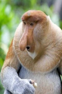 Создать мем: uzun burunlu maymun, носач картинки, proboscis monkey