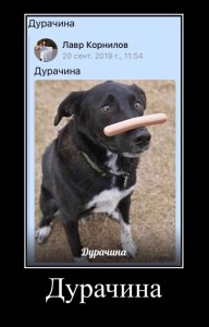 Create meme: how to cultivate willpower, willpower, dog with sausage on nose