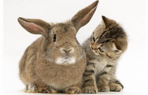 Create meme: rabbit cat, rabbit