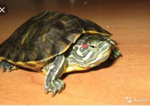 Create meme: trachemys RAID, slider turtles, red freshwater turtle