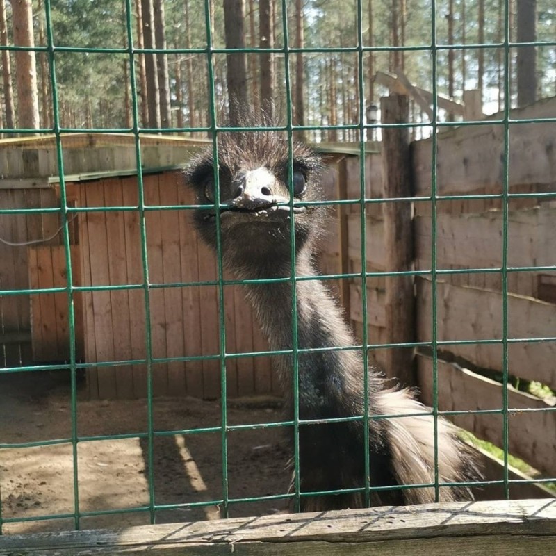 Create meme: emu 1 moon, samara zoo, emu ostrich at the zoo