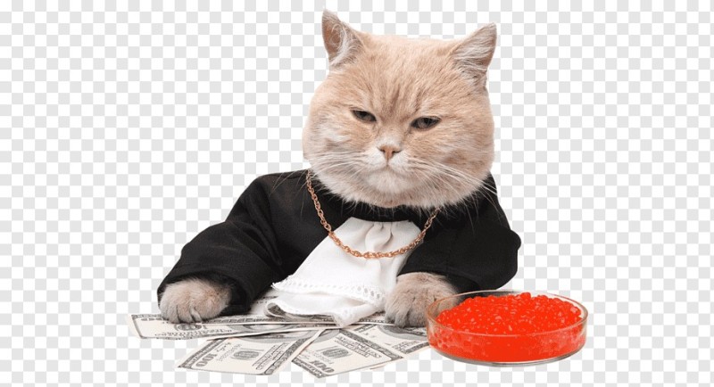 Создать мем: котики, кот деньги, кот
