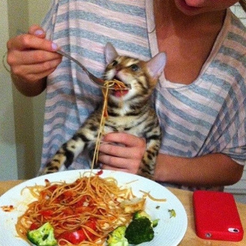 Create meme: cat fed spaghetti, cat fed with a spoon, the cat and the spaghetti
