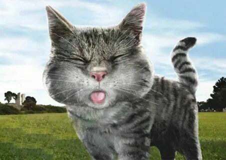 Create meme: cat , funny face, the cat is cool