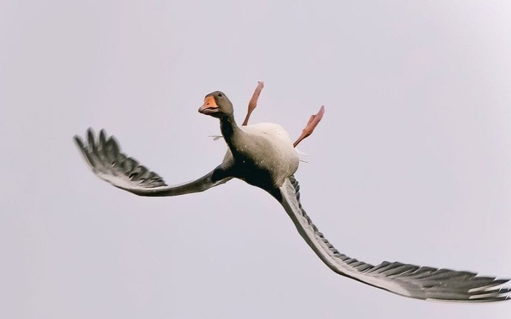 Create meme: The flying goose, The flying goose, goose in flight