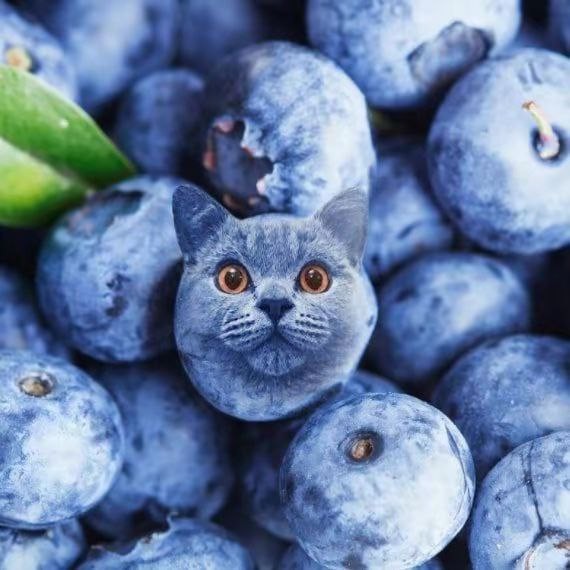 Create meme: blueberries and blueberries, blueberries or blueberries, blueberries