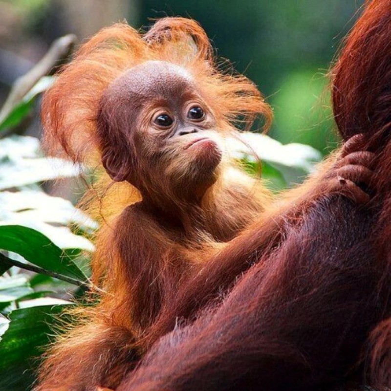 Create meme: the baby orangutan, orangutan , the orangutan is funny