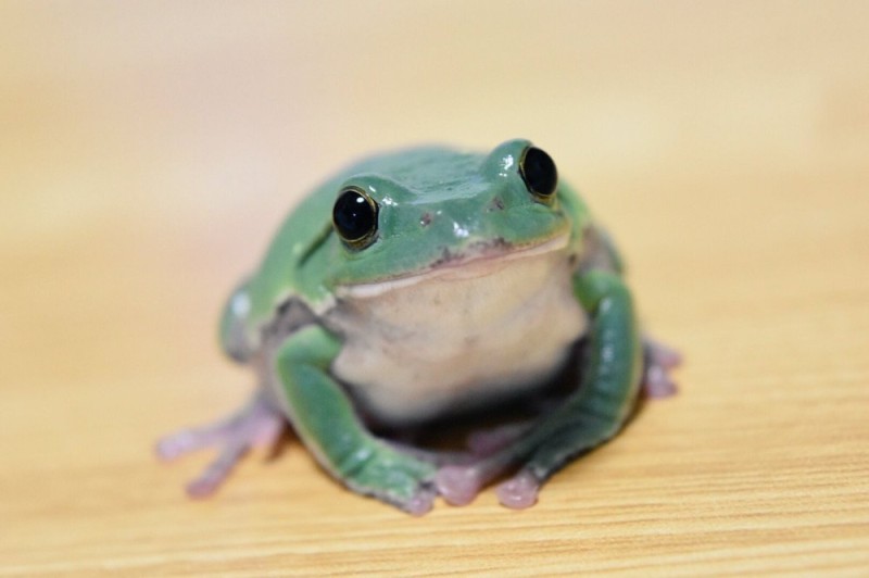Создать мем: жаба милая, лягушка квакша, лягушка жаба