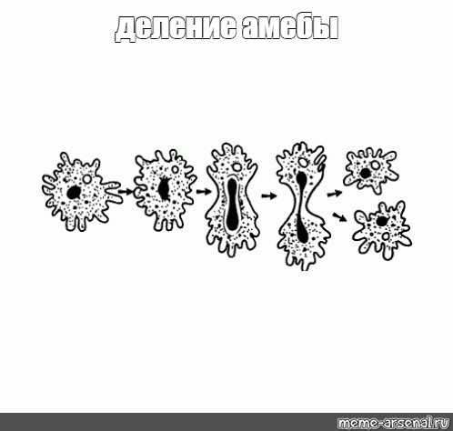 Размножение амебы. Деление амебы. Размножение амебы делением. Схема деления амебы. Амеба,деление амебы.