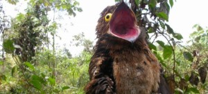 Create meme: bird, AAAAAAAAAAAA