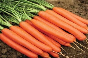 Create meme: carrots