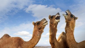 Create meme: camel in the desert, camel