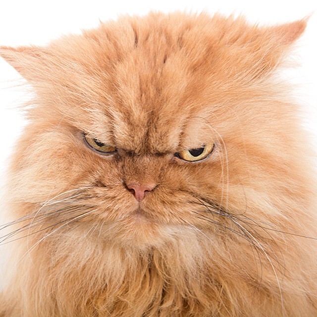 Create meme: very angry cat, unhappy face, evil ginger cat