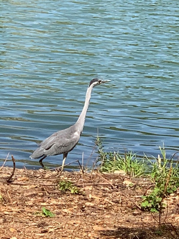 Create meme: grey heron, Heron , young grey heron