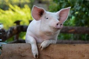 Create meme: piglets mini piggies, little piggy, pig