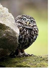 Create meme: cute owls, owl