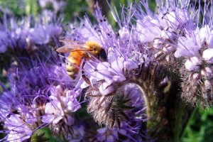 Create meme: phacelia pignolata honey, phacelia pyrmolita, phacelia ravintolasta