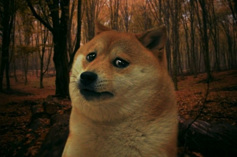 Create meme: dog meme , doge meme , sad dog meme