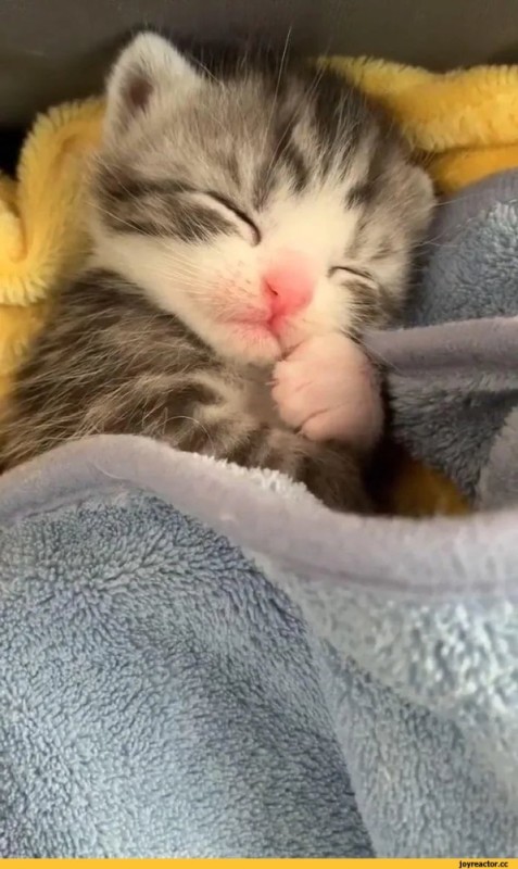 Create meme: little kitten, the kitten is sleeping, the sweetest cats