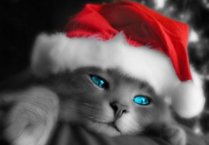 Create meme: kitties, Christmas caps, new year cat