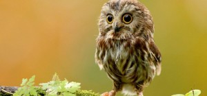 Create meme: owl, owlet