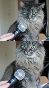 Create meme: sir you realize that you are a cat, cat with microphone meme, cat with microphone