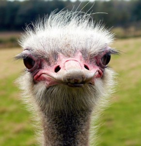 Создать мем: интересные факты о страусах, ostrich, страус