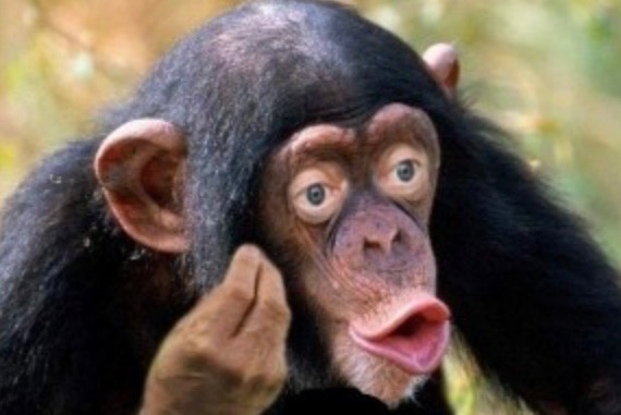 Create meme: meme monkey , chimp meme, monkey with lips