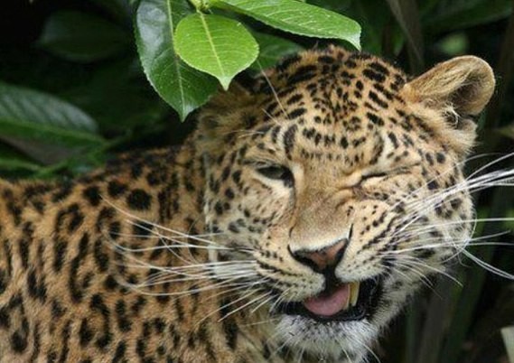 Create meme: leopard , jaguar leopard grin, animal leopard