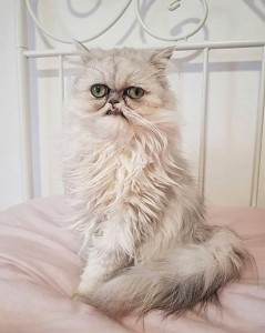 Create meme: Persian cat, Persian chinchilla