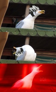 Create meme: know your meme, inhale, seagull