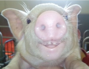 Create meme: the pig's face, pig, pig boar